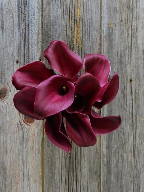 SUMATRA  BURGUNDY-CHERRY COLOR  MINI CALLA LILIES